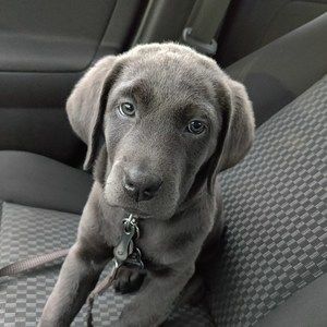 Meet your Posher, Tom